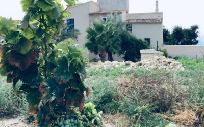 Se crea la Cofradía Caballeros y Damas del Fondillón con sede en Torre de Juana